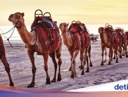 Niatnya Berjalan Naik Unta, Apa Daya 2 Turis Terlempar Untuk Punuknya