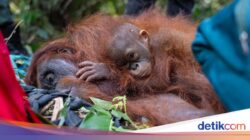 Pada Hutan Terbakar, Satwa Berpeluang Cari Selamat Hingga Negeri Tetangga