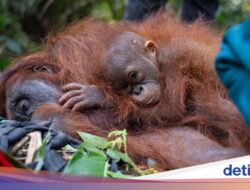 Pada Hutan Terbakar, Satwa Berpeluang Cari Selamat Hingga Negeri Tetangga