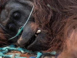 Sedih, Orangutan Pingsan Kehabisan Oksigen Akibat Terpapar Asap Karhutla