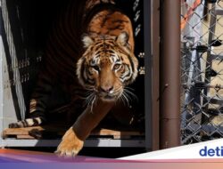 Pelepasan Singa dan Harimau Bersama Kebun Binatang Lujan Hingga Alam Liar