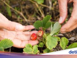 Mau Makan Buah Langsung Di Pohon? Coba Datang Hingga 4 Destinasi Wisata Ini