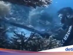 WN China Panah-Santap Penyu Ke Raja Ampat, Panci-Sumpit Karena Itu Produk Internasional Bukti