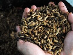 Berminat Pelihara ‘Belatung’ Maggot? Ini Tips Biar Glowing dan Tak Bau