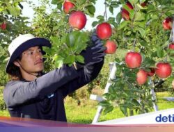 Unik! Olahragawan Sepak Bola Ini Kerja ‘Part Time’ Karena Itu Pemetik Apel
